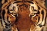 Аватар для TIGER